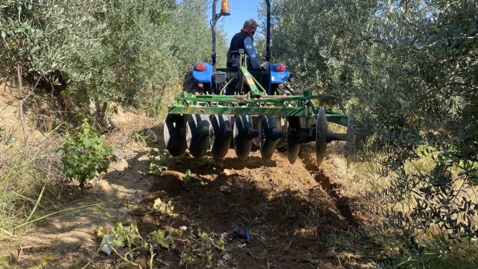 Yağmur, çiftçilere sevinç yaşattı