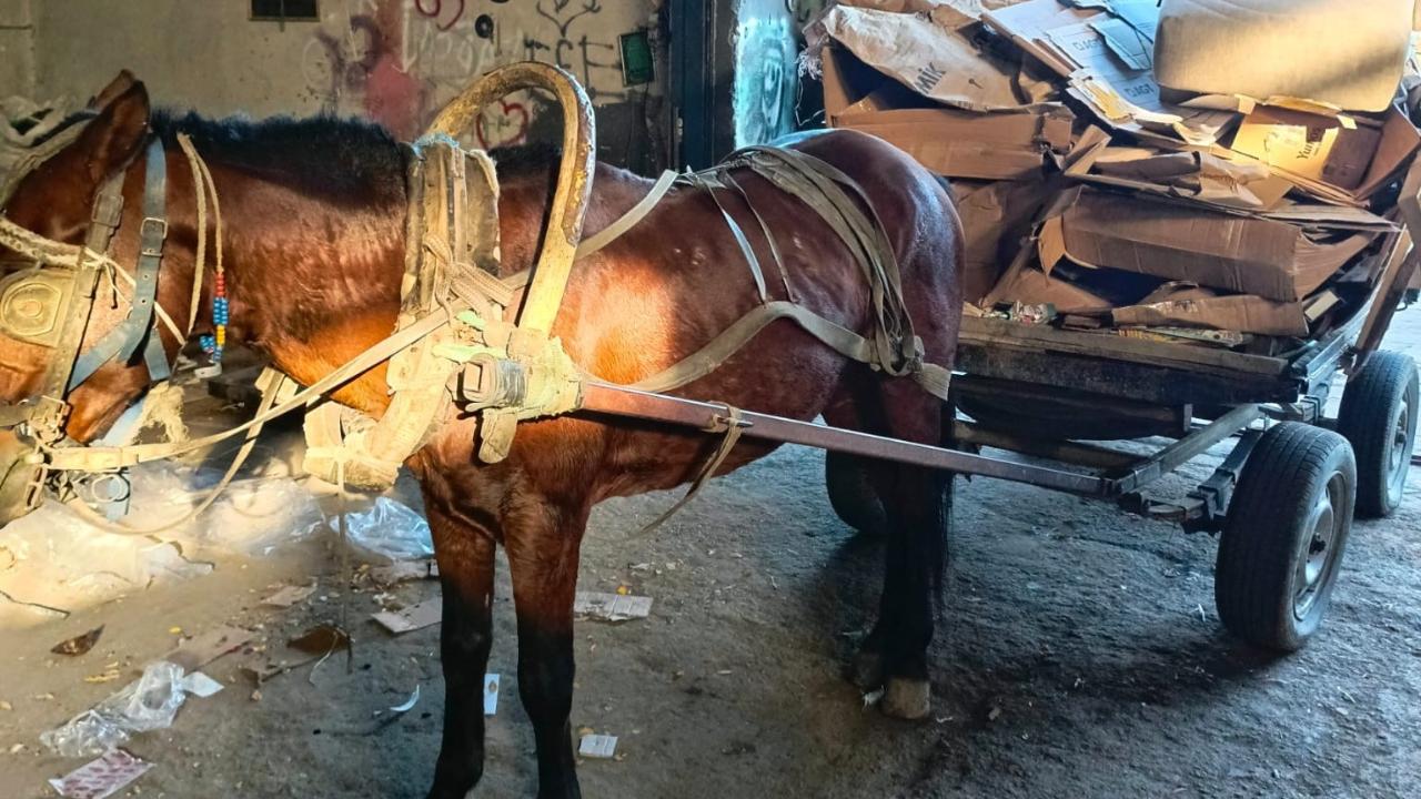 At arabası operasyonu: İki at arabası trafikten men edildi
