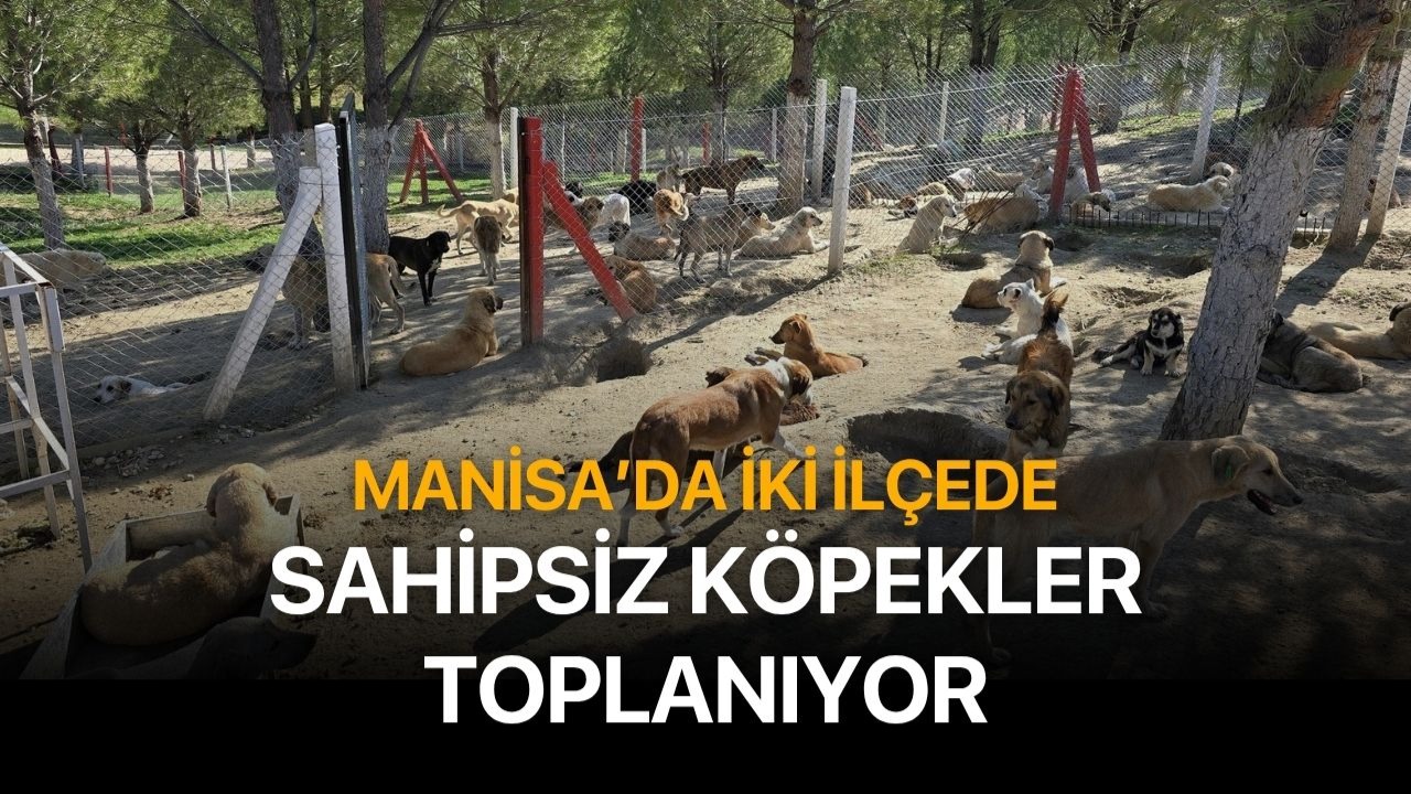 İlçelerdeki sahipsiz köpekler toplanıyor