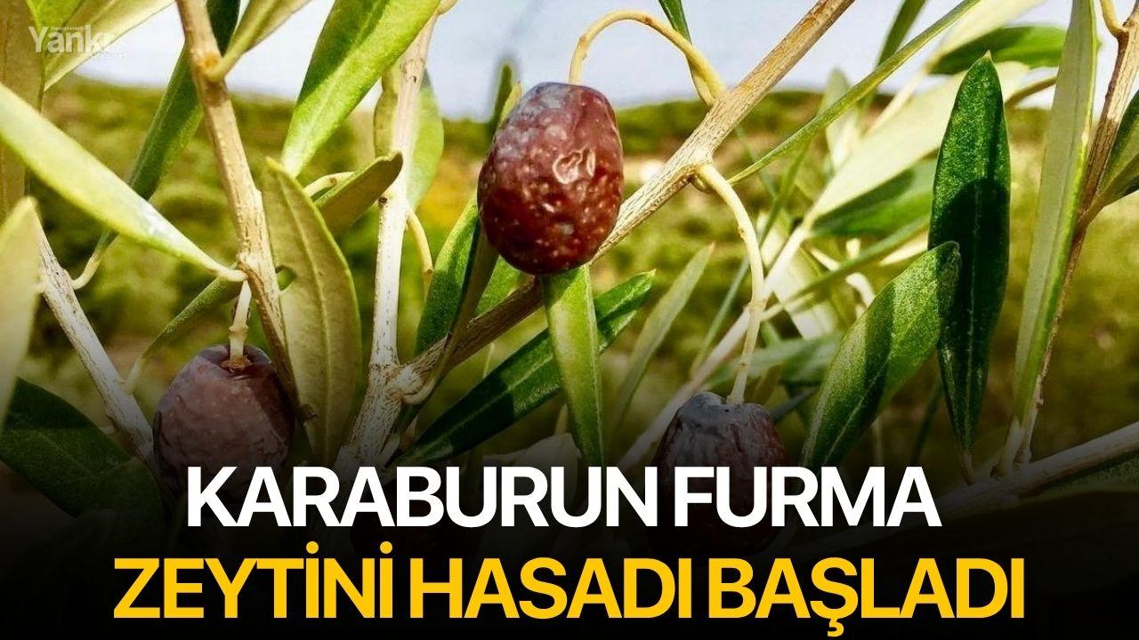 Karaburun Furma Zeytini hasadı başladı