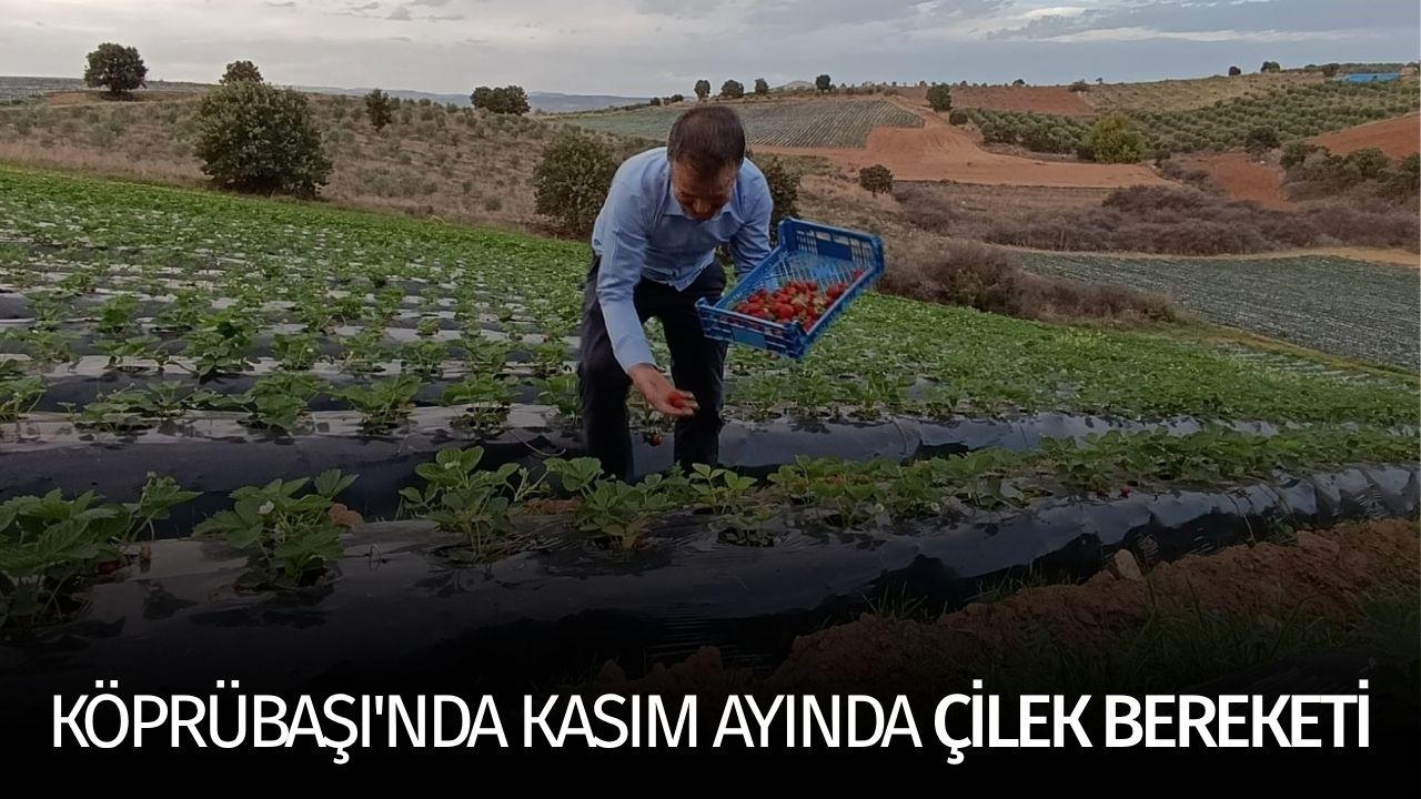 Köprübaşı’nda kasım ayında çilek bereketi