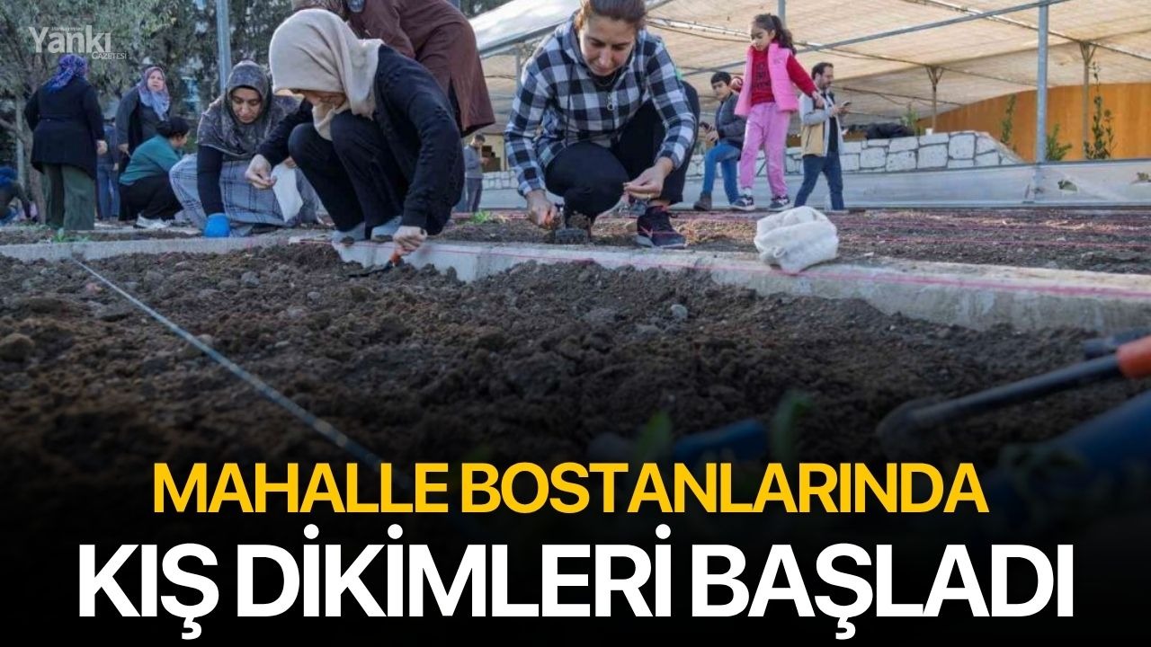 Mahalle bostanlarında kış dikimleri başladı