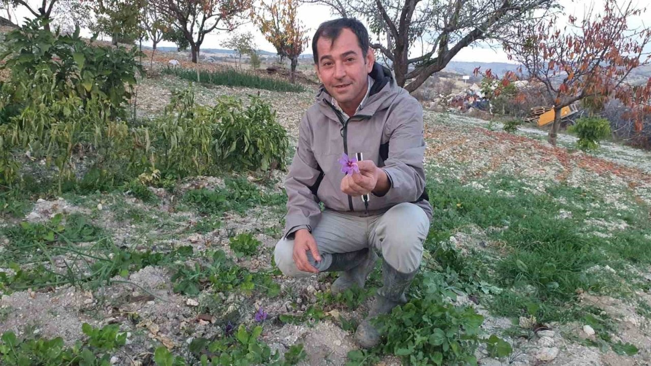 Manisa'da safran çiçeği yetiştirildi