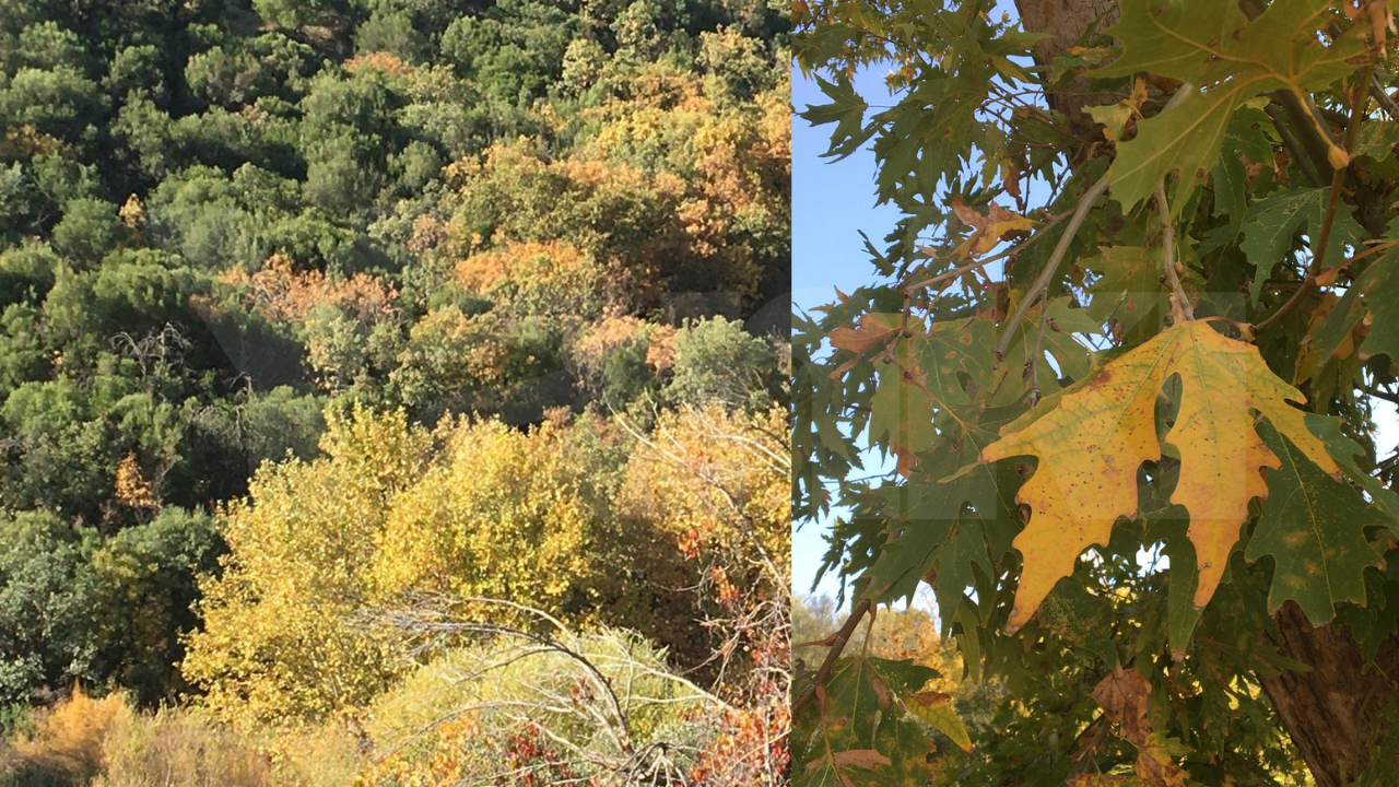 Manisa'da sonbahar yüzünü gösterdi: Ağaçlar kahverengi ve sarı rengini aldı!