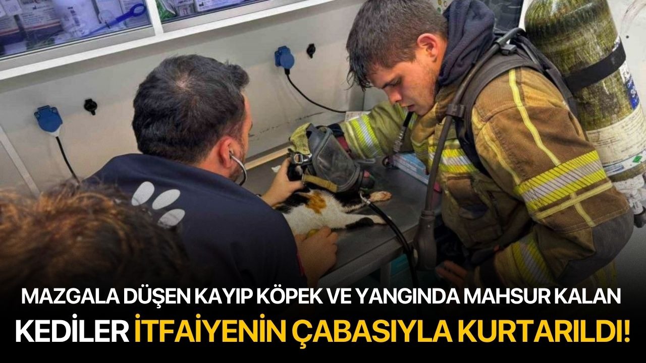 Mazgala düşen kayıp köpek ve yangında mahsur kalan kediler itfaiyenin çabasıyla kurtarıldı!