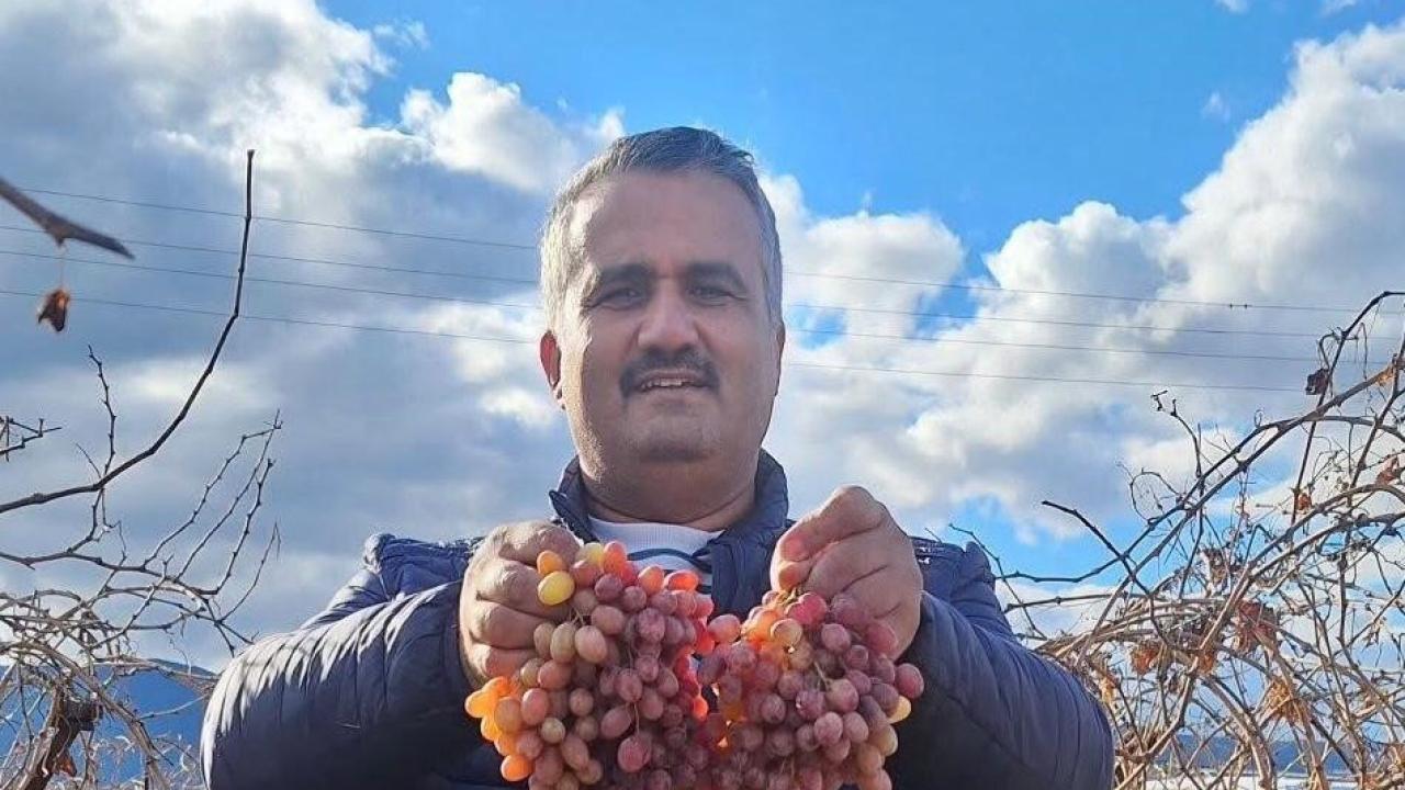 Crimson üzümü kışın da tazeliğini koruyor