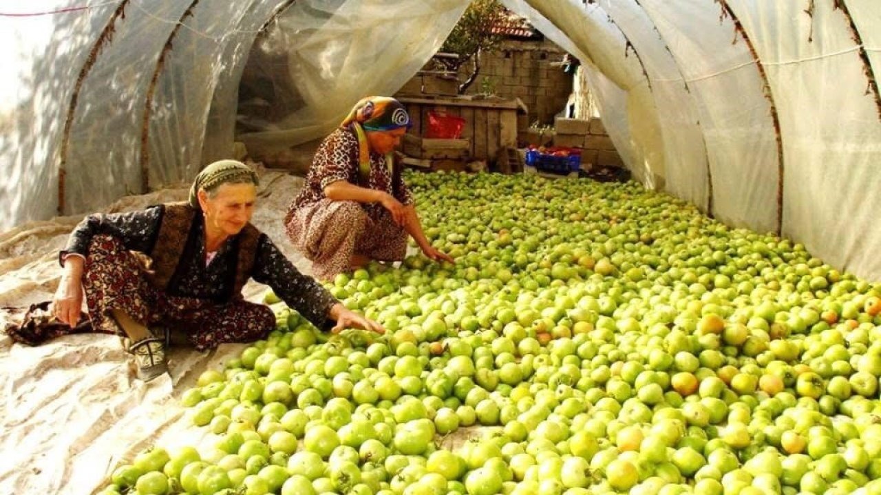 Gece kırağı vurdu, Manisalı üreticiler gök domatesi seraya taşıdı