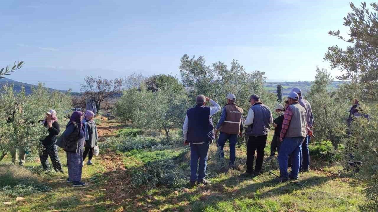İlçede ücretsiz zeytin budama kursu başlıyor