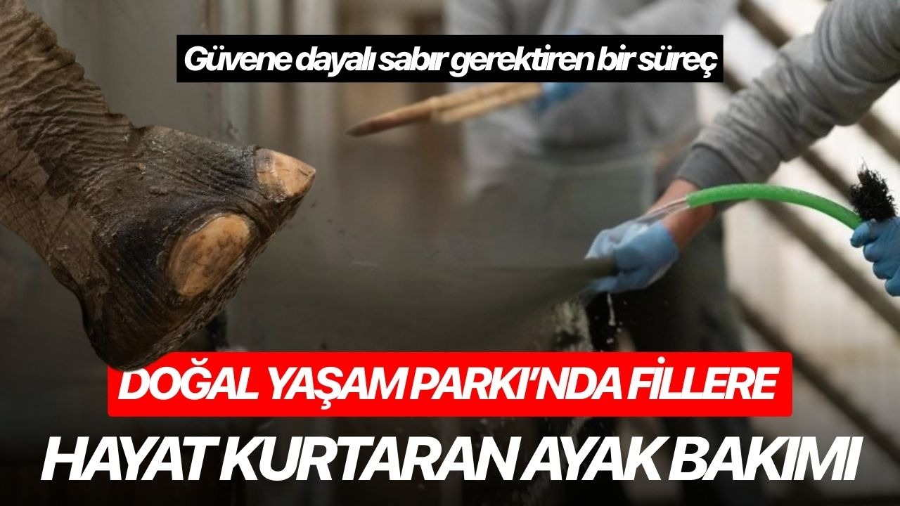 İzmir’de fillere hayat kurtaran ayak bakımı