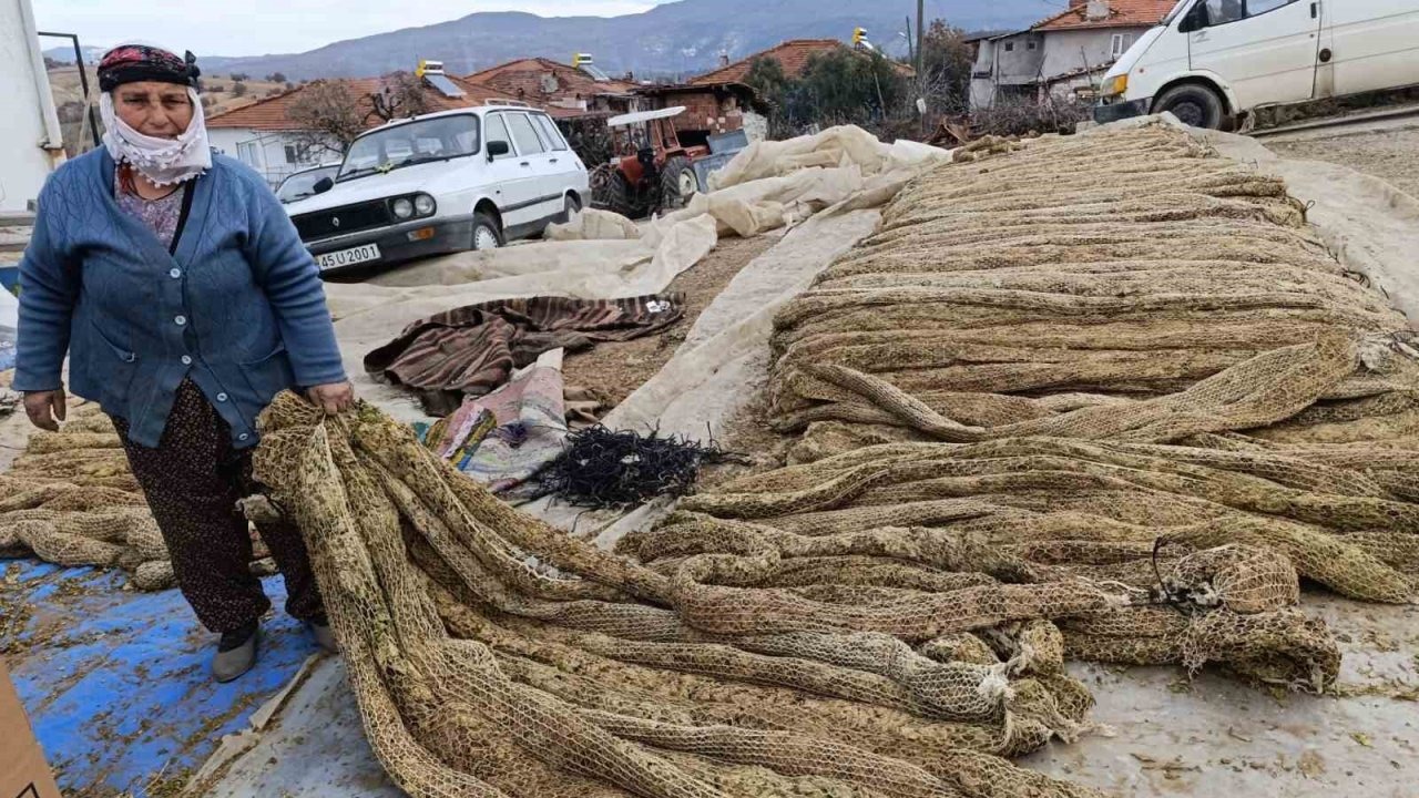 Manisa'da tütünde hasat bitti, kolileme mesaisi başladı