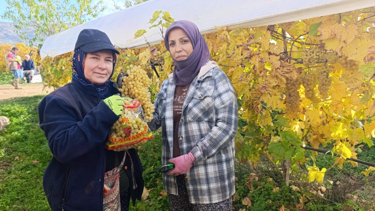 Manisa'nın o ilçesinde soğuk havaya rağmen üzüm hasadı sürüyor