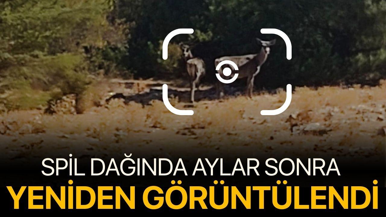 Spil Dağında Aylar Sonra Yeniden Görüntülendi