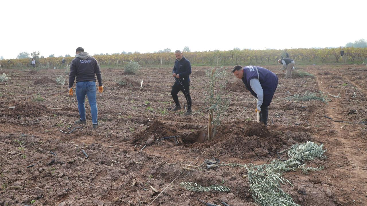 Turgutlu Belediyesi 1790 Zeytin Fidanını Toprakla Buluşturdu