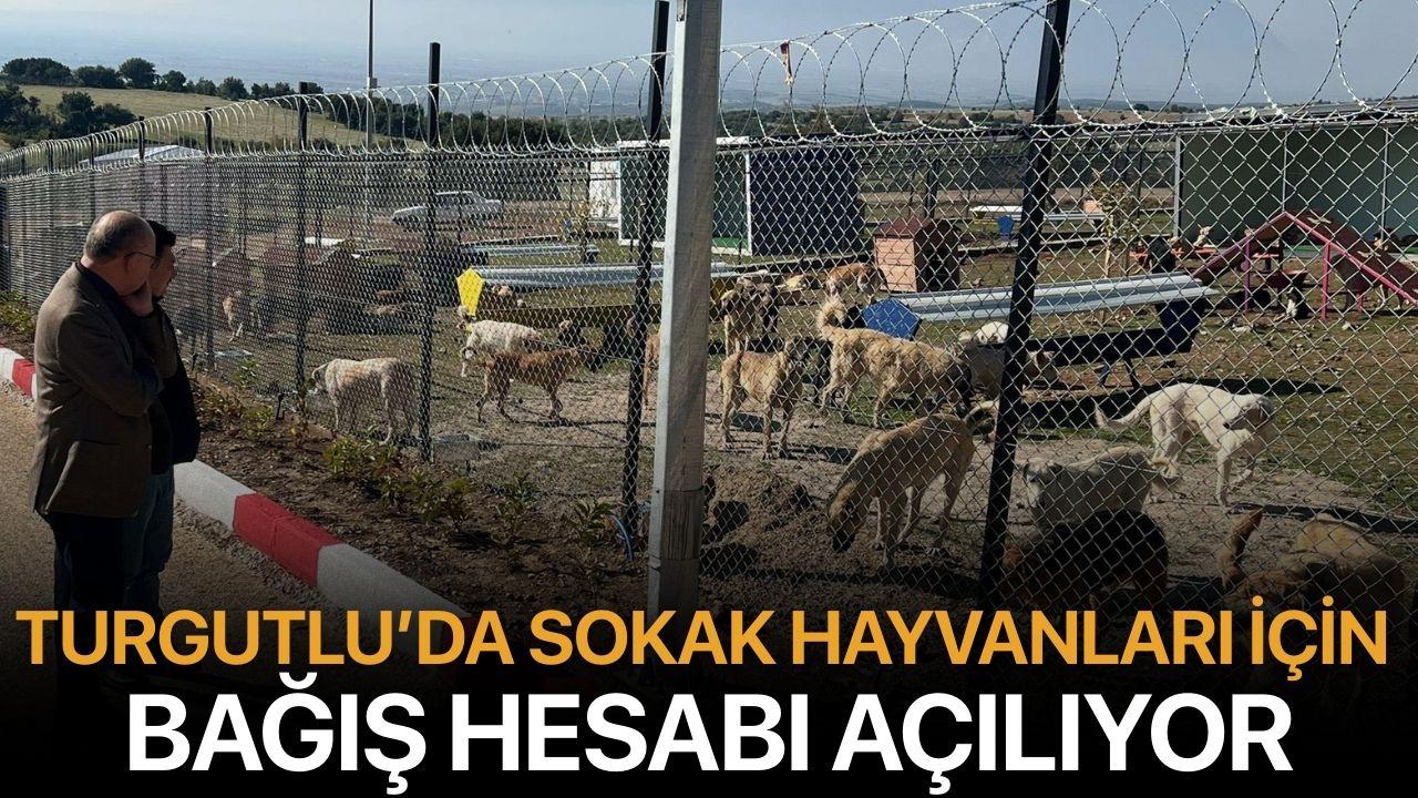 Turgutlu’da Sokak Hayvanları İçin Bağış Hesabı Açılıyor