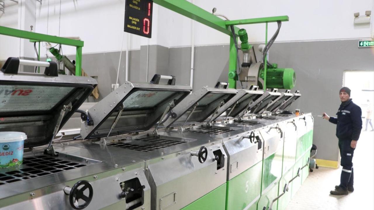 “Zeytin ve zeytinyağı ihracatına ‘OlivetoLive’ desteği”