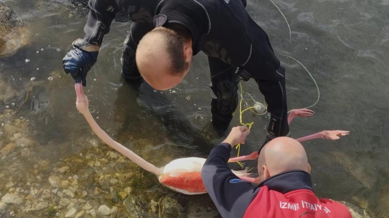 Balıkçı ipine takıldı, itfaiye hayata bağladı: Flamingo doğaya döndü
