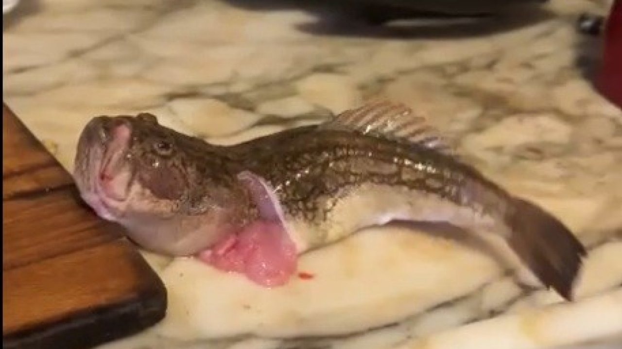 İçi temizlenip yıkandı, çırpınmaya devam etti!