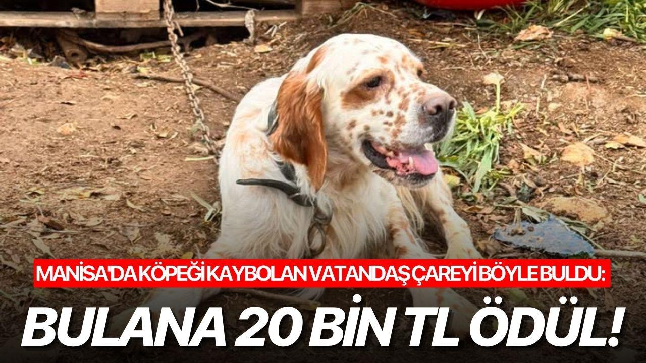 Manisa'da köpeği kaybolan vatandaş çareyi böyle buldu: Bulana 20 Bin TL Ödül!
