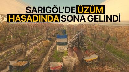 Sarıgöl'de üzüm hasadında sona gelindi