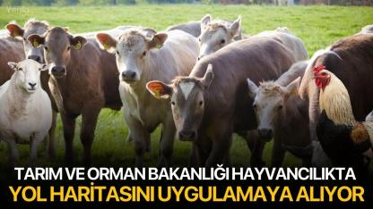 Tarım ve Orman Bakanlığı Hayvancılıkta Yol Haritasını Uygulamaya Alıyor