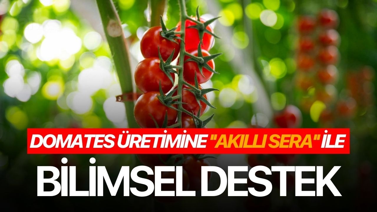 Domates üretimine ''akıllı sera'' ile bilimsel destek