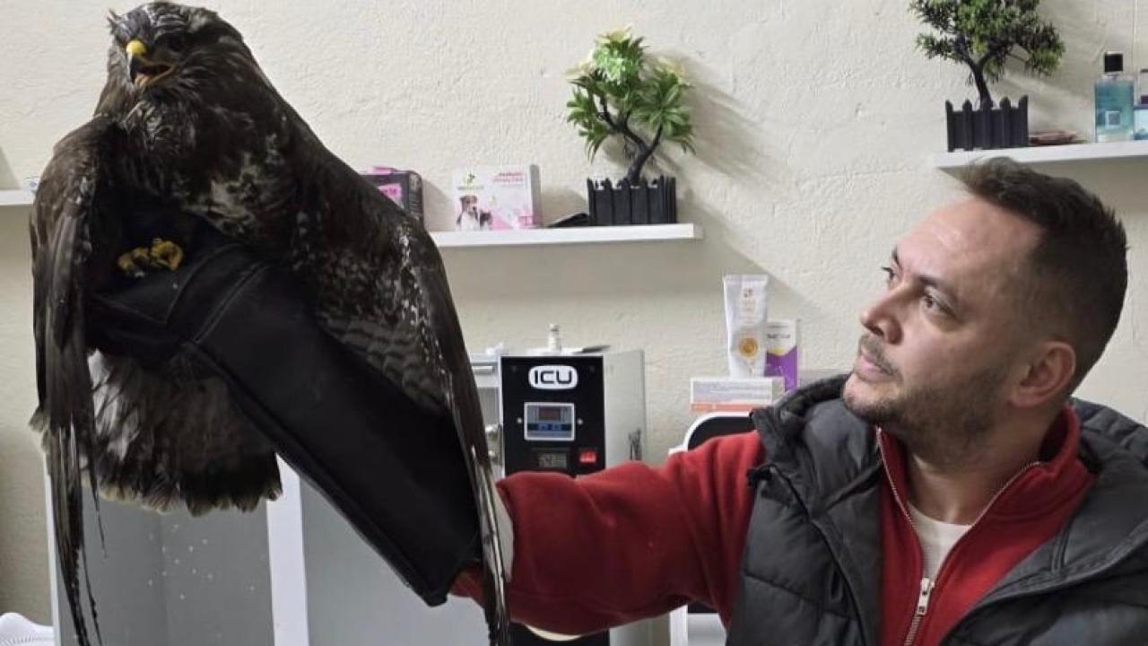 Güney Köyü Yolunda Yaralı Şahin Bulundu