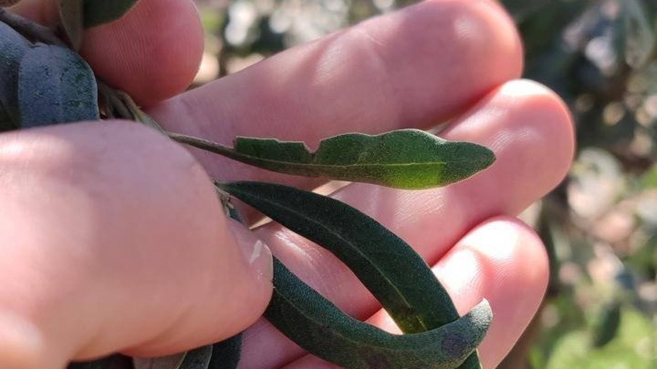 İlçede zeytin üreticilerine 'halkalı leke' uyarısı!