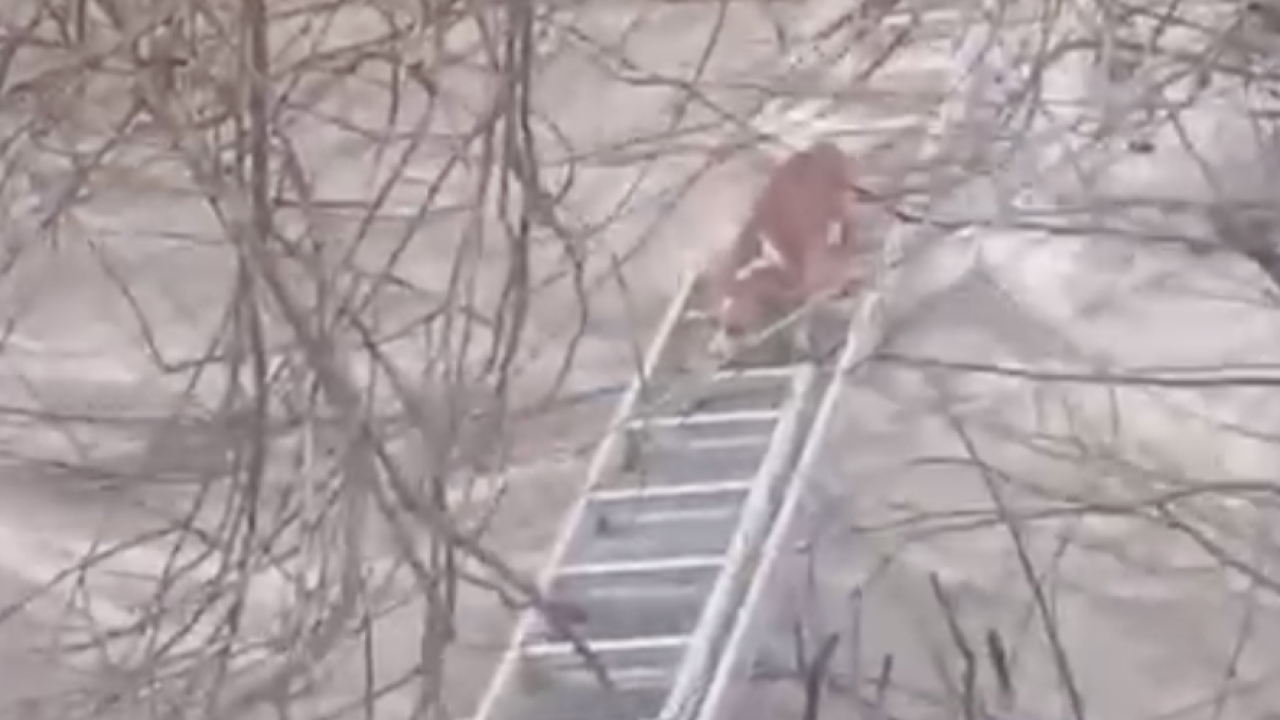 Karacaali Deresi’nde Mahsur Kalan Köpek Kurtarıldı