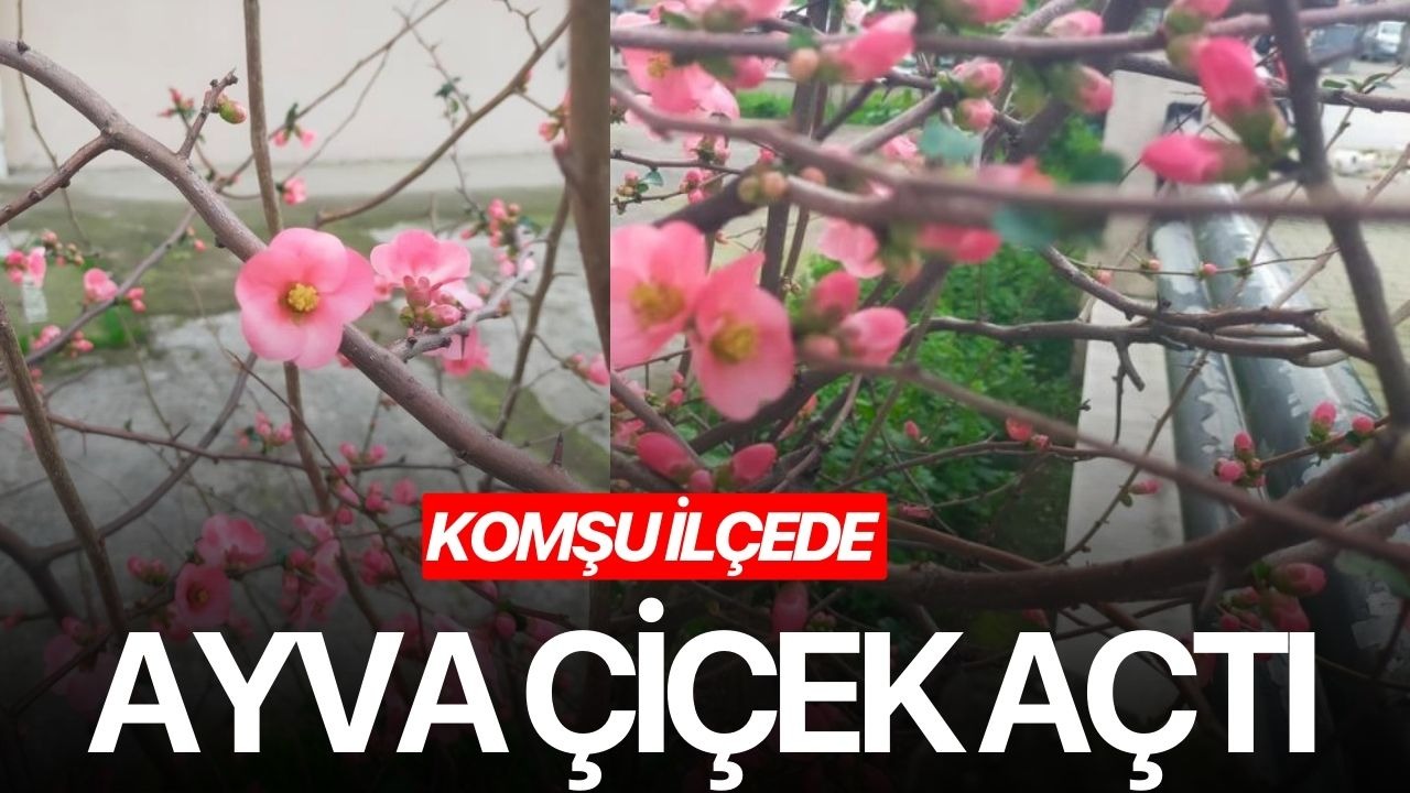 Komşu ilçede ayva çiçek açtı