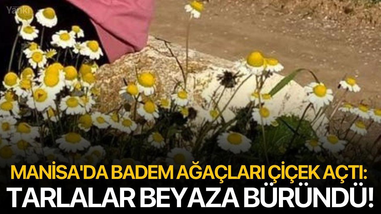 Manisa'da badem ağaçları çiçek açtı: Tarlalar beyaza büründü!