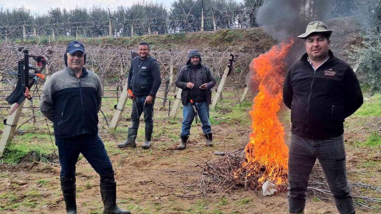 Manisa'da dondurucu soğukta bağ budama mesaisi