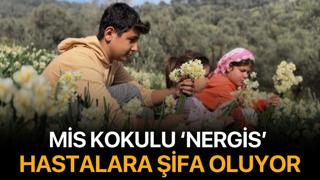 Mis kokulu nergis hastalıklara şifa oluyor