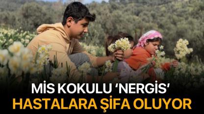 Mis kokulu nergis hastalara şifa oluyor