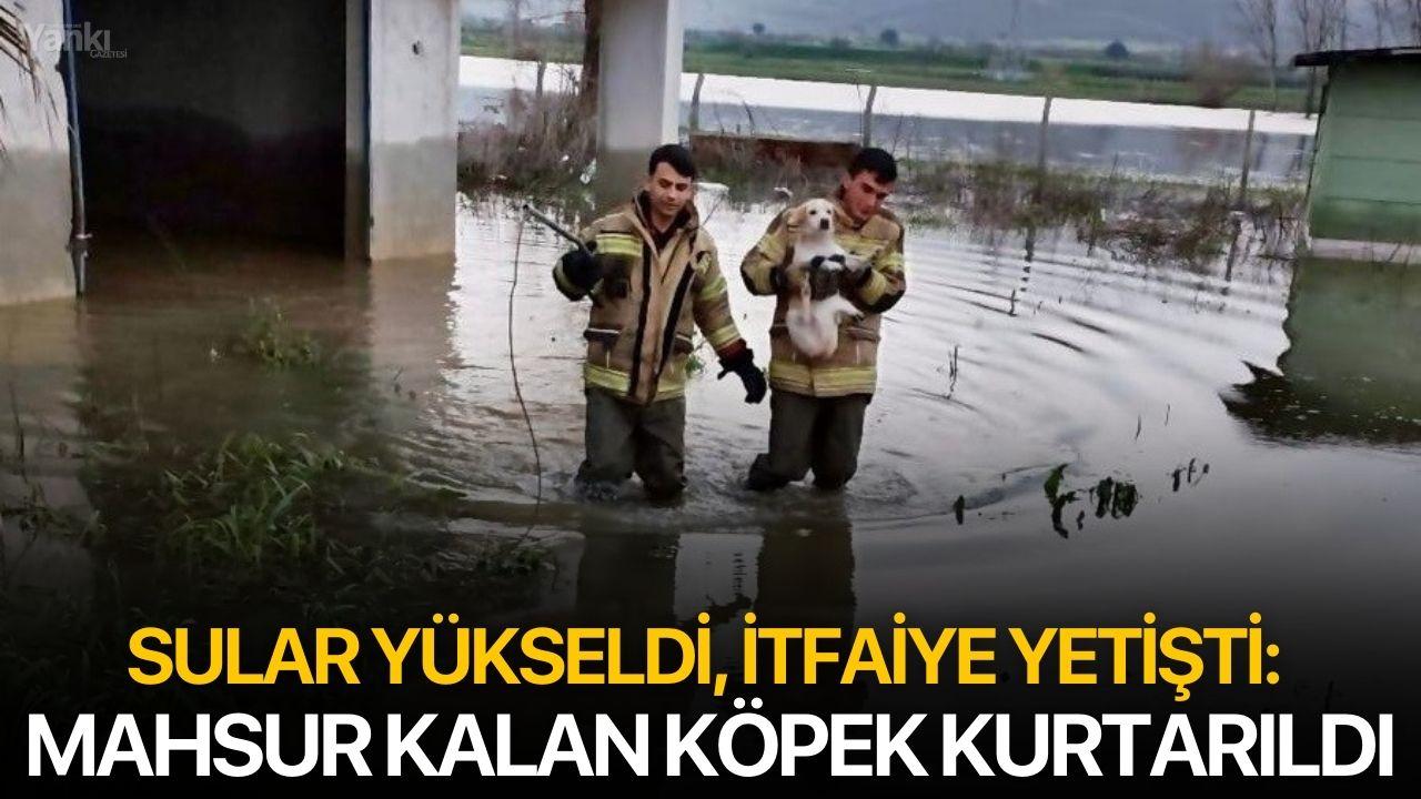 Sular Yükseldi, İtfaiye Yetişti: Mahsur Kalan Köpek Kurtarıldı