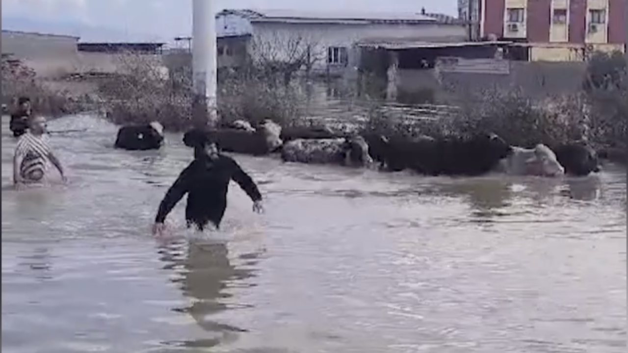 Taşkında çiftliklerde mahsur kalan hayvanlar kurtarıldı