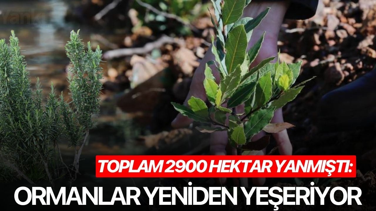 Toplam 2900 hektar yanmıştı: Ormanlar yeniden yeşeriyor
