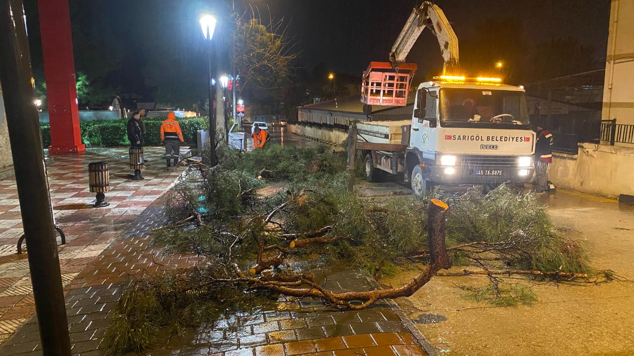 Yarım asırlık çam ağacı fırtınada devrildi