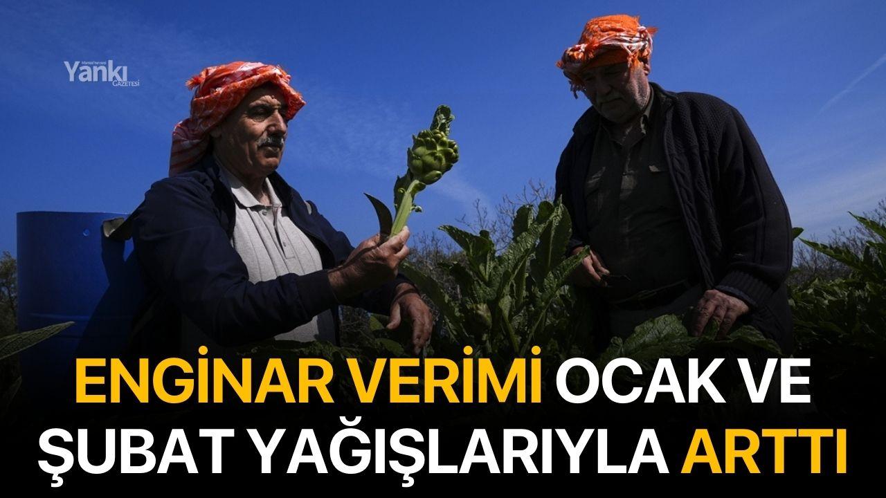 Enginar verimi ocak ve şubat yağışlarıyla arttı