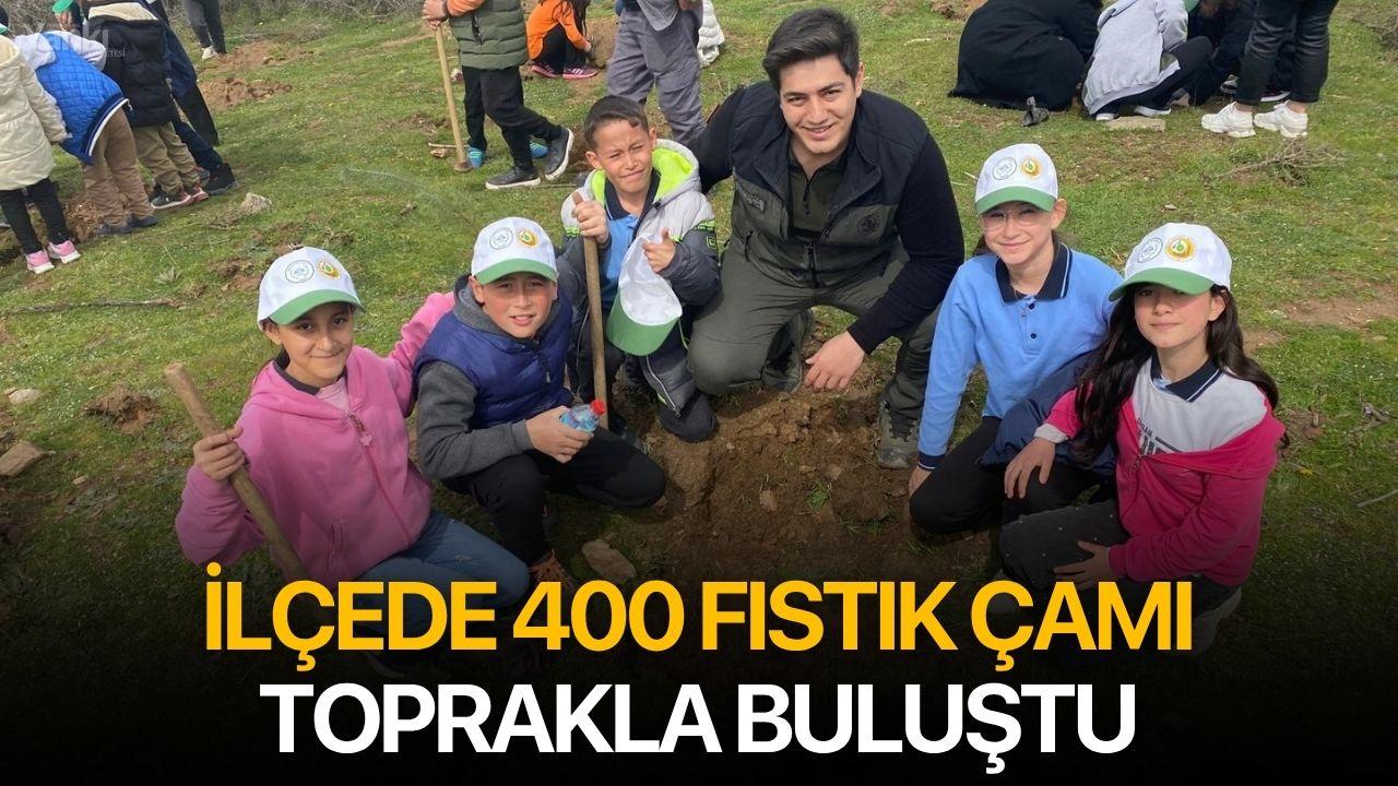 İlçede 400 fıstık çamı toprakla buluştu
