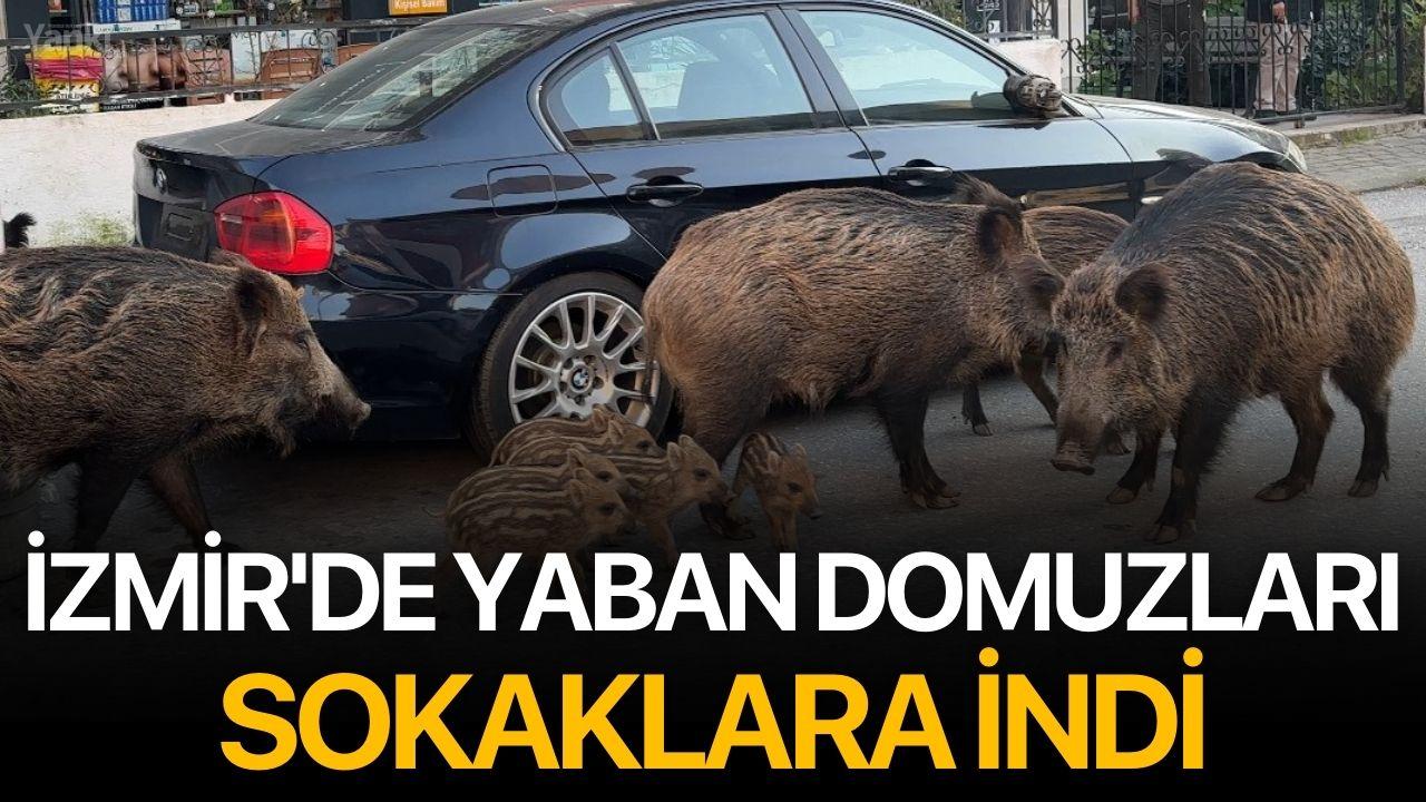 İzmir'de yaban domuzları sokaklara indi
