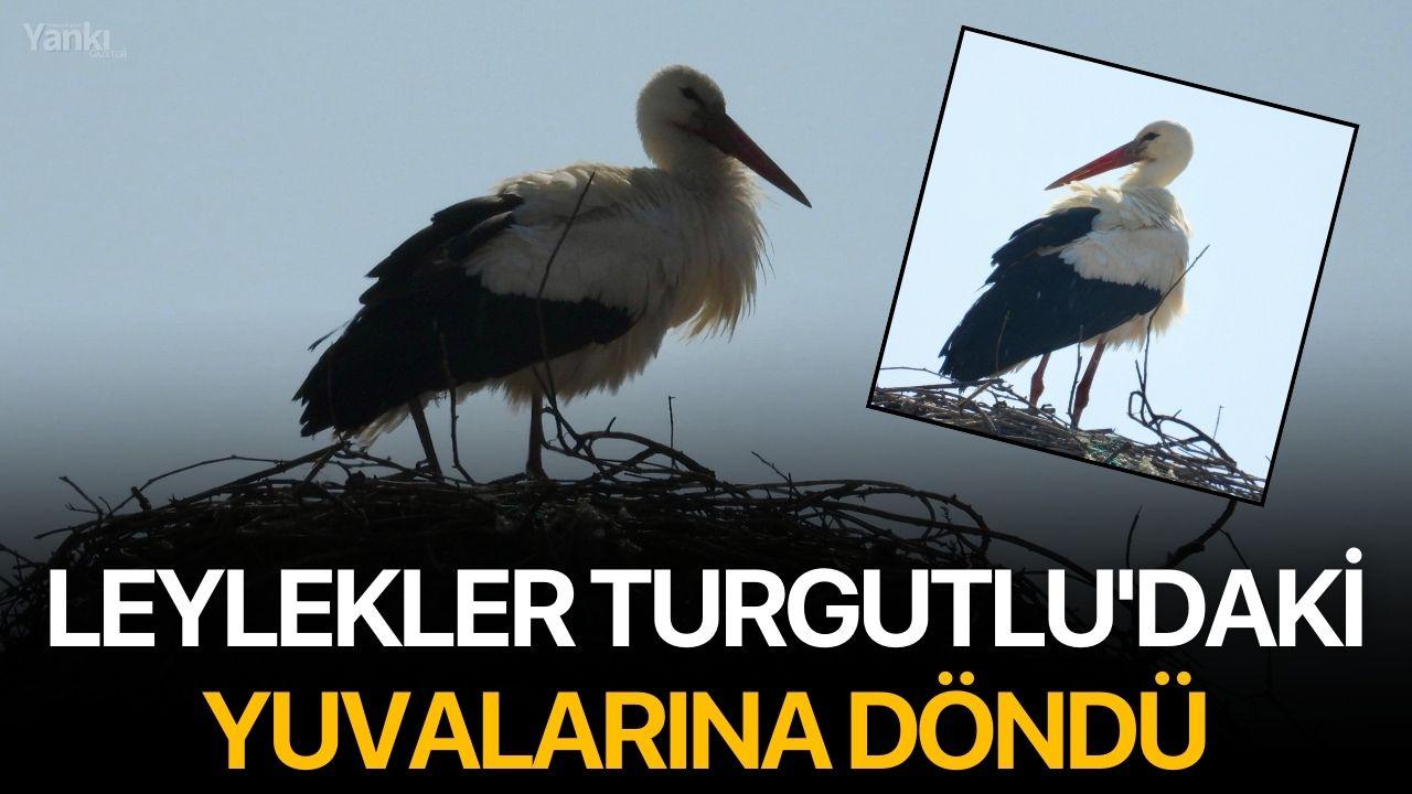 Leylekler Turgutlu'daki Yuvalarına Döndü