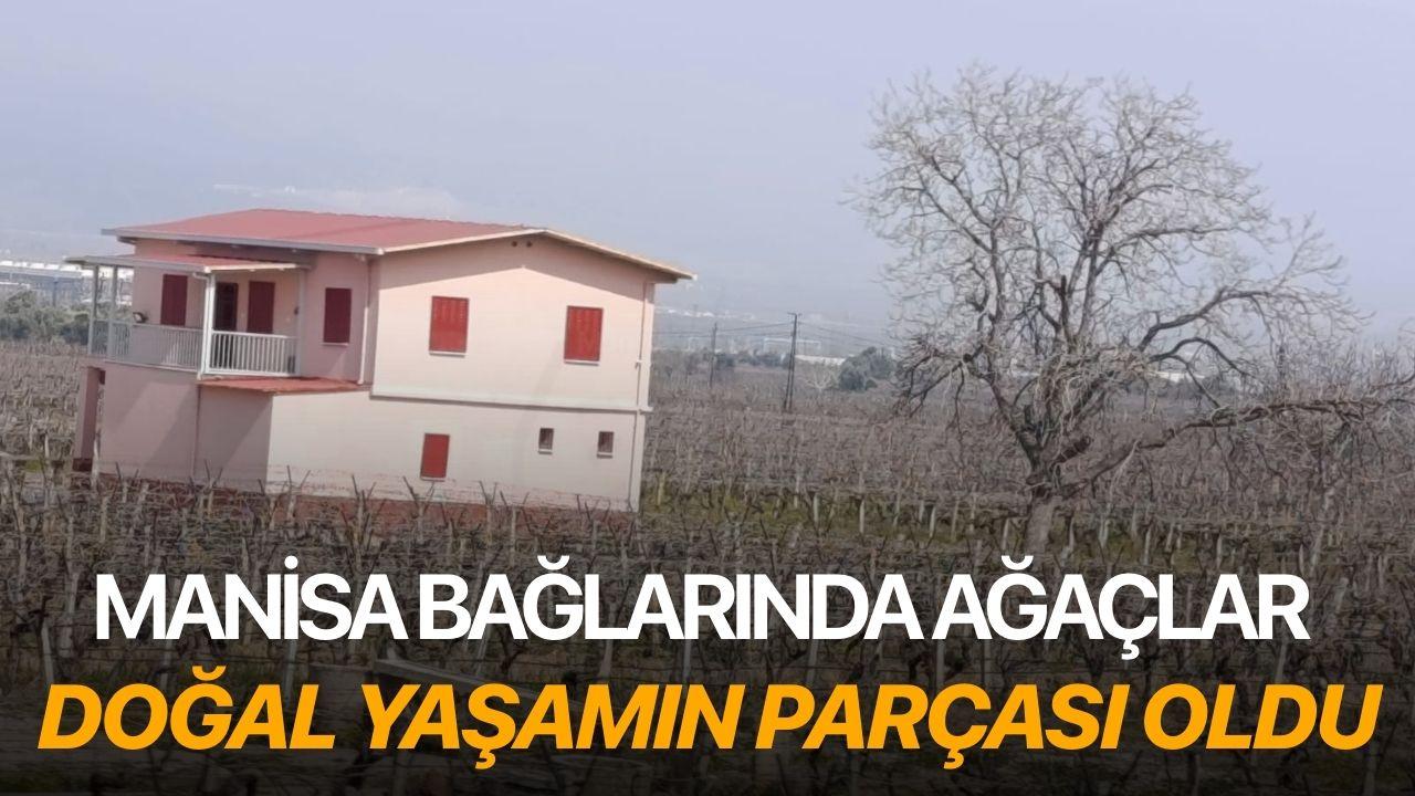 Manisa Bağlarında Ağaçlar Doğal Yaşamın Parçası Oldu