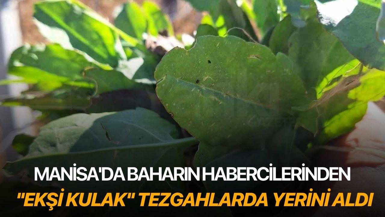 Manisa'da baharın habercilerinden ''ekşi kulak'' tezgahlarda yerini aldı