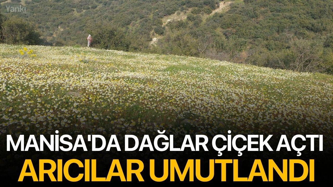 Manisa'da dağlar çiçek açtı, arıcılar umutlandı