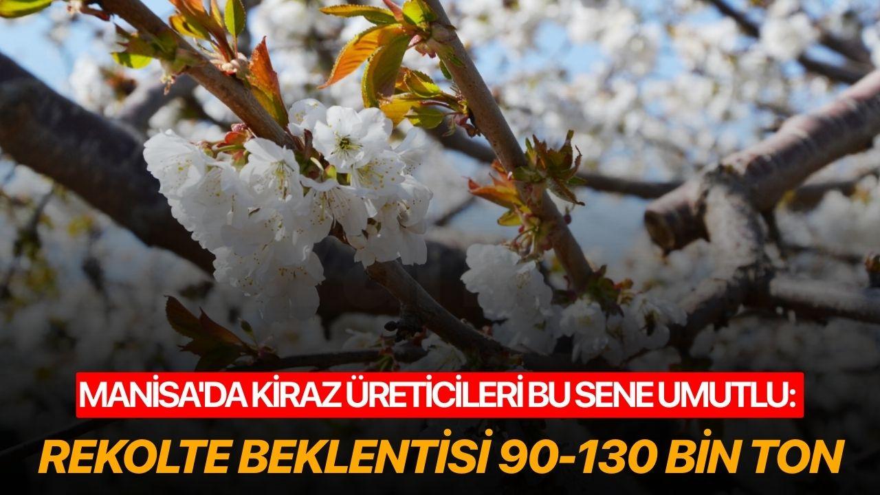 Manisa'da kiraz üreticileri bu sene umutlu: Rekolte beklentisi 90-130 bin ton
