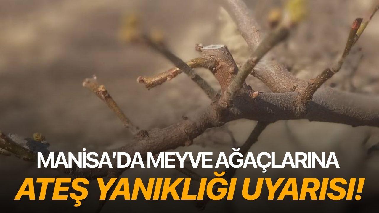 Manisa’da meyve ağaçlarına ateş yanıklığı uyarısı!