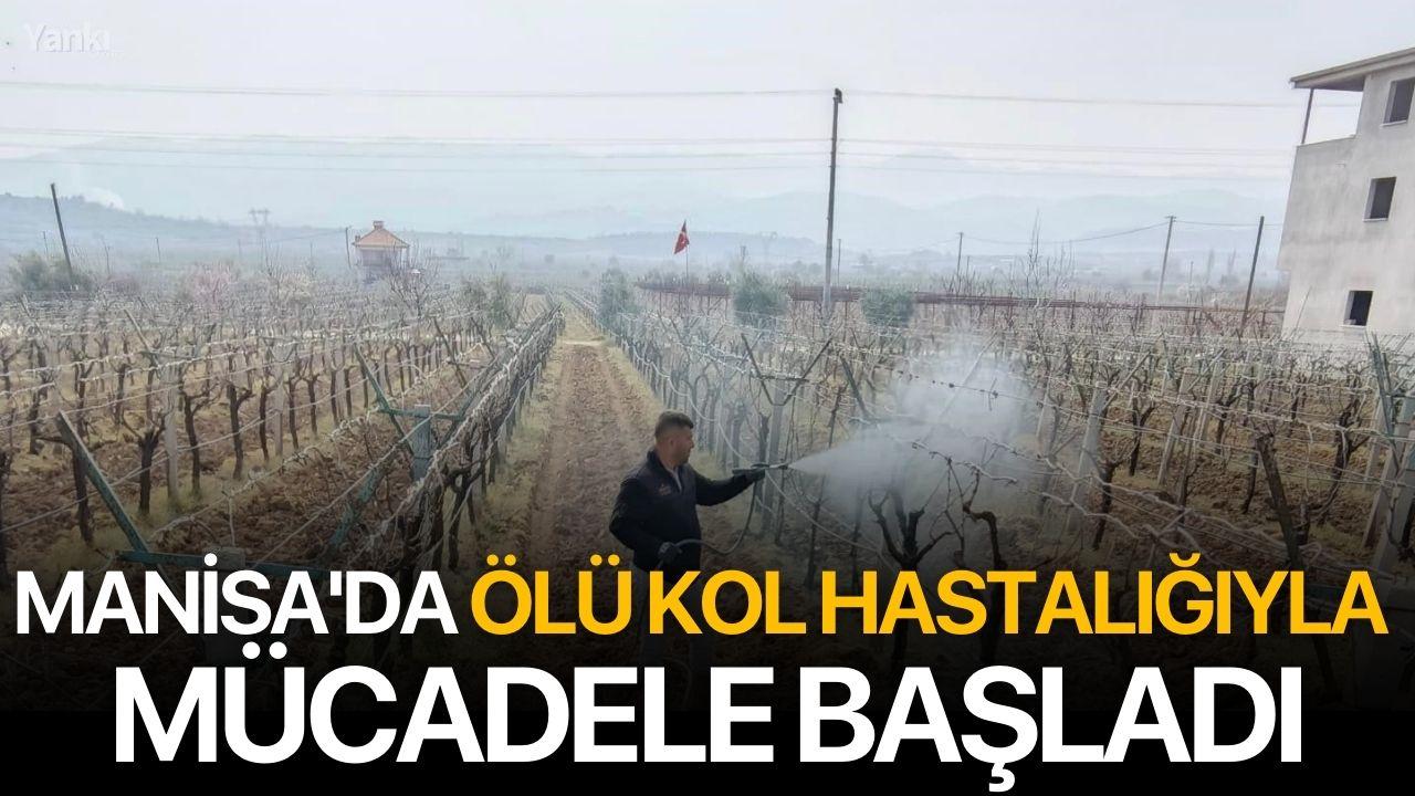 Manisa'da ölü kol hastalığıyla mücadele başladı