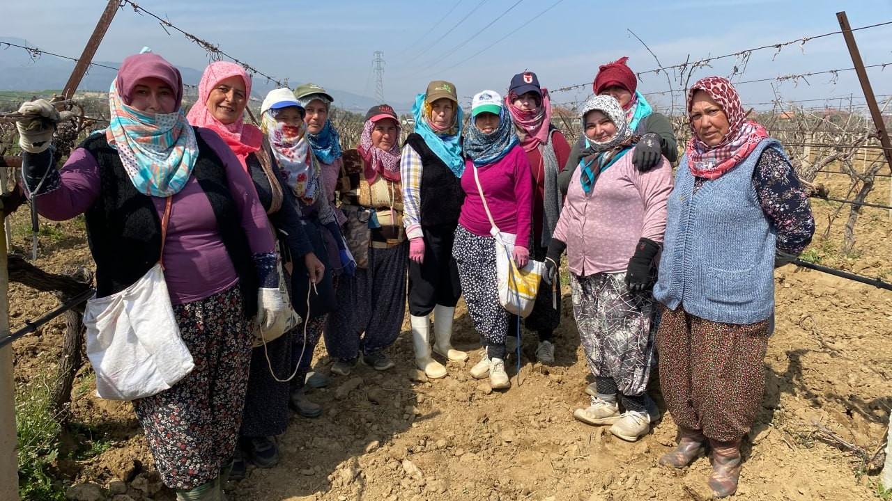 Manisa'da yağışa teslim olan bağlar ayağa kalkıyor