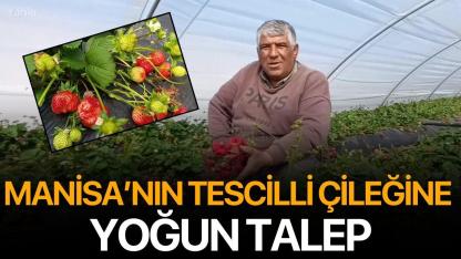 Manisa’nın Tescilli Çileğine Yoğun Talep
