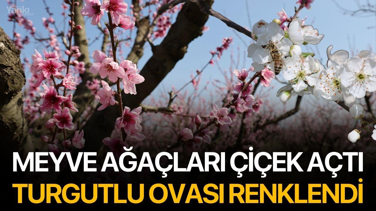 Meyve ağaçları çiçek açtı, Turgutlu Ovası renklendi